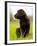 Chocolate Lab Puppy-Jim Craigmyle-Framed Photographic Print