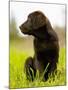 Chocolate Lab Puppy-Jim Craigmyle-Mounted Photographic Print