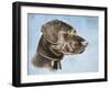 Chocolate Lab-Rusty Frentner-Framed Giclee Print