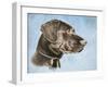 Chocolate Lab-Rusty Frentner-Framed Giclee Print