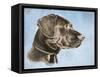 Chocolate Lab-Rusty Frentner-Framed Stretched Canvas