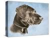 Chocolate Lab-Rusty Frentner-Stretched Canvas