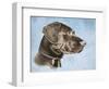 Chocolate Lab-Rusty Frentner-Framed Giclee Print