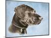 Chocolate Lab-Rusty Frentner-Mounted Giclee Print