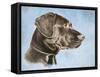 Chocolate Lab-Rusty Frentner-Framed Stretched Canvas