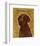 Chocolate Labradoodle-John Golden-Framed Giclee Print