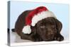 Chocolate Labrador Dog Puppy Lying Down Wearing-null-Stretched Canvas