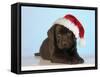 Chocolate Labrador Dog Puppy Wearing Christmas Hat-null-Framed Stretched Canvas