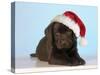 Chocolate Labrador Dog Puppy Wearing Christmas Hat-null-Stretched Canvas