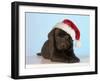 Chocolate Labrador Dog Puppy Wearing Christmas Hat-null-Framed Photographic Print
