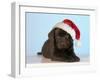 Chocolate Labrador Dog Puppy Wearing Christmas Hat-null-Framed Photographic Print