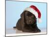 Chocolate Labrador Dog Puppy Wearing Christmas Hat-null-Mounted Photographic Print