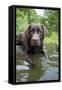 Chocolate Labrador Laying in Shallow Water-null-Framed Stretched Canvas