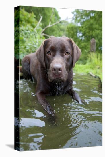 Chocolate Labrador Laying in Shallow Water-null-Stretched Canvas