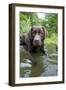 Chocolate Labrador Laying in Shallow Water-null-Framed Premium Photographic Print