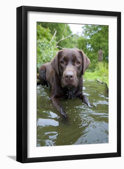 Chocolate Labrador Laying in Shallow Water-null-Framed Premium Photographic Print