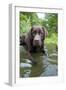 Chocolate Labrador Laying in Shallow Water-null-Framed Premium Photographic Print