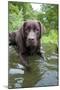 Chocolate Labrador Laying in Shallow Water-null-Mounted Premium Photographic Print