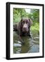 Chocolate Labrador Laying in Shallow Water-null-Framed Photographic Print