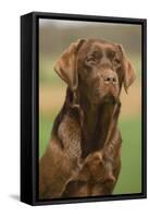 Chocolate Labrador Outside-null-Framed Stretched Canvas