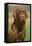 Chocolate Labrador Outside-null-Framed Stretched Canvas