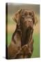 Chocolate Labrador Outside-null-Stretched Canvas