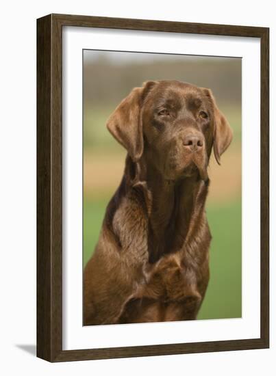 Chocolate Labrador Outside-null-Framed Photographic Print