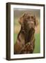 Chocolate Labrador Outside-null-Framed Photographic Print