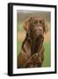 Chocolate Labrador Outside-null-Framed Photographic Print
