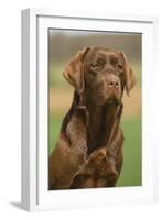 Chocolate Labrador Outside-null-Framed Photographic Print