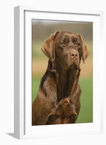 Chocolate Labrador Outside-null-Framed Photographic Print