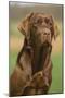 Chocolate Labrador Outside-null-Mounted Photographic Print