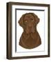 Chocolate Labrador Portrait-Tomoyo Pitcher-Framed Giclee Print