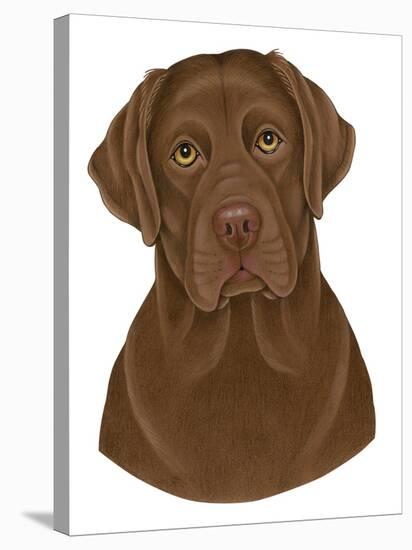 Chocolate Labrador Portrait-Tomoyo Pitcher-Stretched Canvas