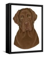 Chocolate Labrador Portrait-Tomoyo Pitcher-Framed Stretched Canvas