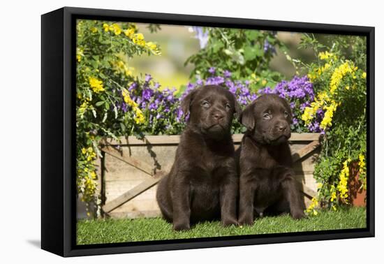 Chocolate Labrador Puppies-null-Framed Stretched Canvas