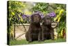 Chocolate Labrador Puppies-null-Stretched Canvas