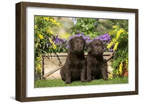 Chocolate Labrador Puppies-null-Framed Photographic Print