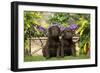 Chocolate Labrador Puppies-null-Framed Photographic Print