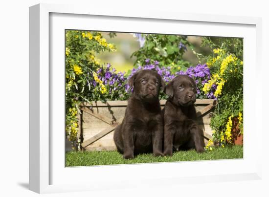 Chocolate Labrador Puppies-null-Framed Photographic Print