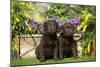 Chocolate Labrador Puppies-null-Mounted Photographic Print