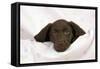 Chocolate Labrador Puppy (13 Weeks)-null-Framed Stretched Canvas