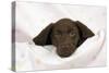 Chocolate Labrador Puppy (13 Weeks)-null-Stretched Canvas