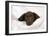 Chocolate Labrador Puppy (13 Weeks)-null-Framed Photographic Print