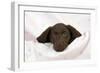 Chocolate Labrador Puppy (13 Weeks)-null-Framed Photographic Print