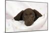 Chocolate Labrador Puppy (13 Weeks)-null-Mounted Photographic Print