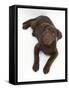 Chocolate Labrador Puppy, 3 Months, Looking Up into Camera-Mark Taylor-Framed Stretched Canvas