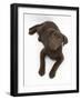 Chocolate Labrador Puppy, 3 Months, Looking Up into Camera-Mark Taylor-Framed Photographic Print