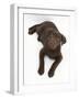 Chocolate Labrador Puppy, 3 Months, Looking Up into Camera-Mark Taylor-Framed Photographic Print