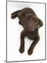 Chocolate Labrador Puppy, 3 Months, Looking Up into Camera-Mark Taylor-Mounted Photographic Print